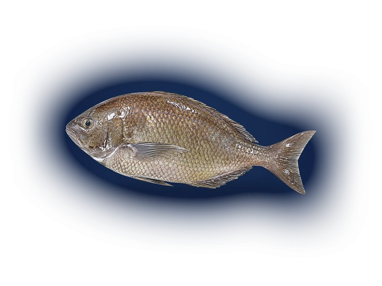 Blanquilla entera fresca