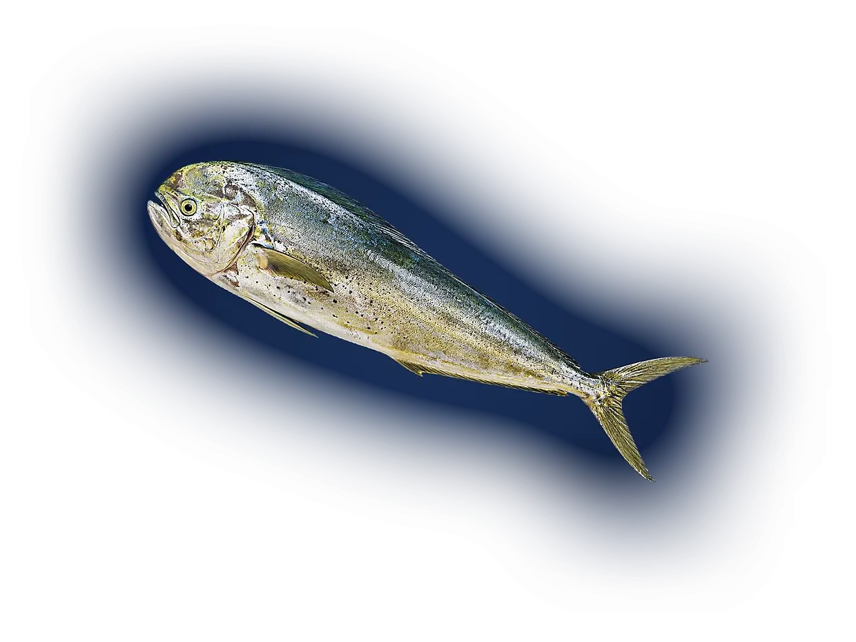 Dorado criollo entero