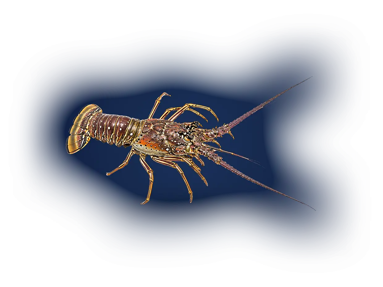 Langosta del Caribe entera