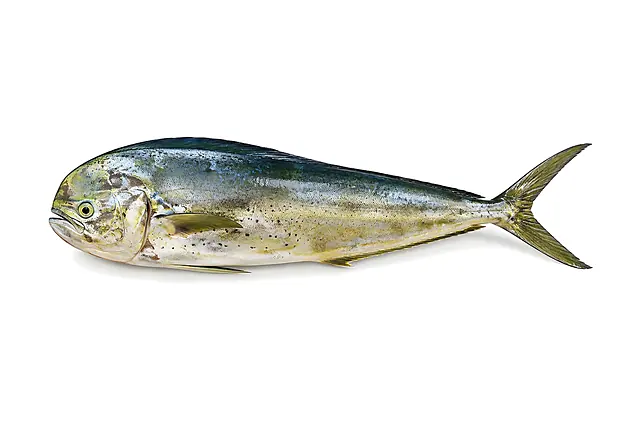 Dorado Entero Criollo Fresco