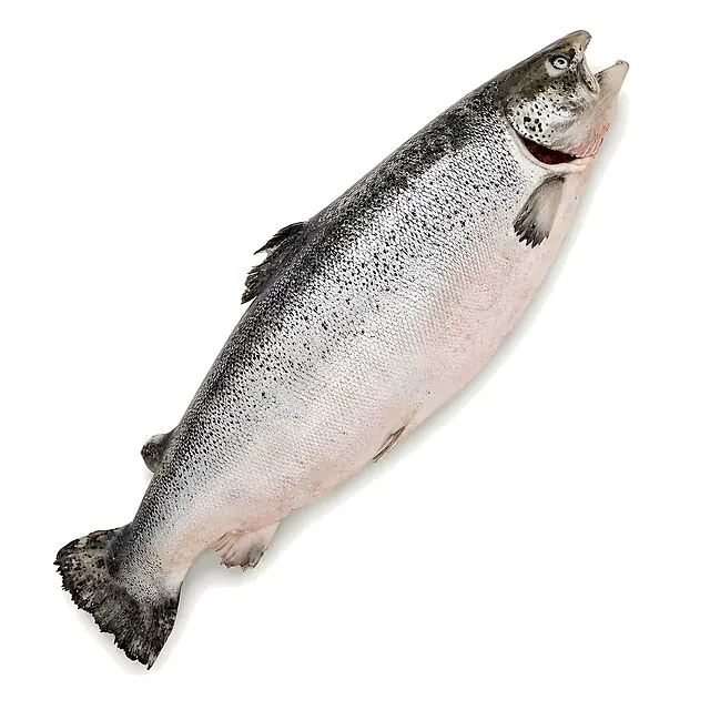 Salmón Atlántico Entero