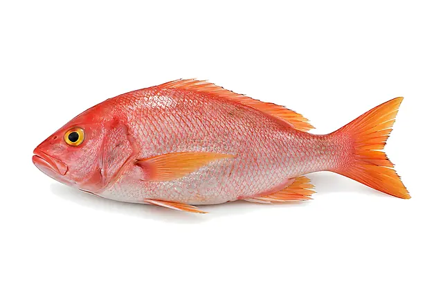 Chillo (Pargo Rojo)