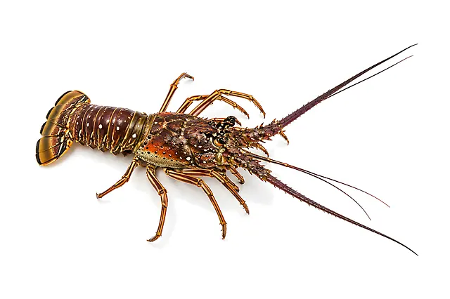 Langosta Fresca