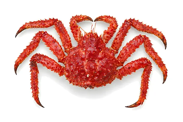 Centolla