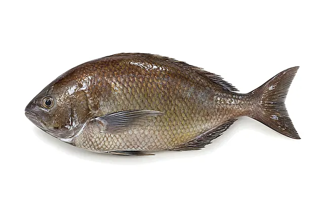 Pescado Blanquilla